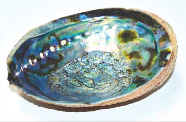 6" Abalone Shell incense burner (B quality) - Click Image to Close